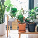 Tips for Home Planters